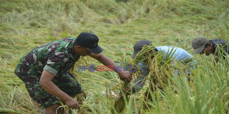 Babinsa Koramil 03 Wonosalam Cek Kesiapan Panen Mt I Di Botorejo