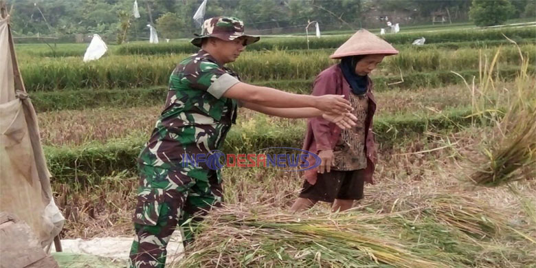 Peran Babinsa Dalam Pendampingan Petani Mulai Dari Tanam Hingga Panen Padi