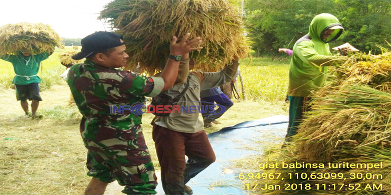 Disaat Panen Melimpah Petani Berharap Pemerintah Jangan Mengimpor Beras