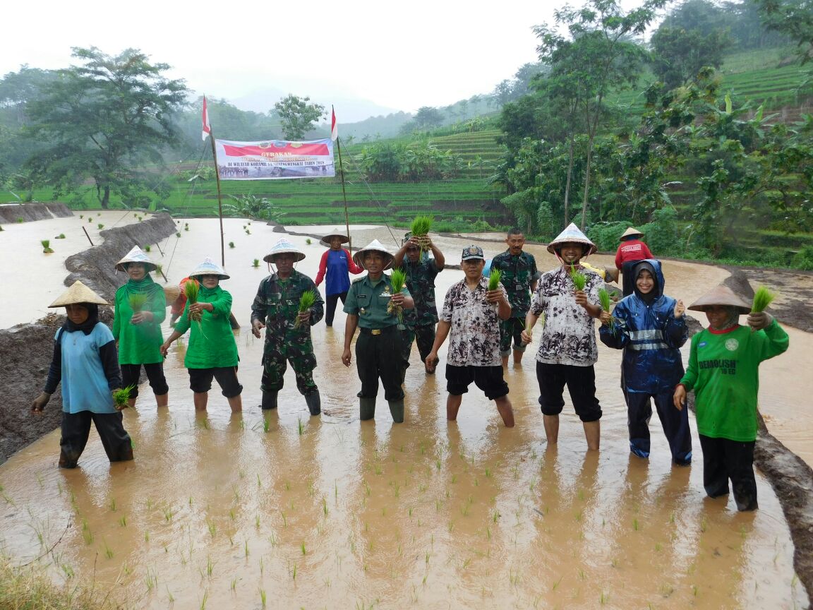 Sukseskan Swasembada Pangan Kodim 0718/ Pati Terjun Bercocok Tanam Di Sawah
