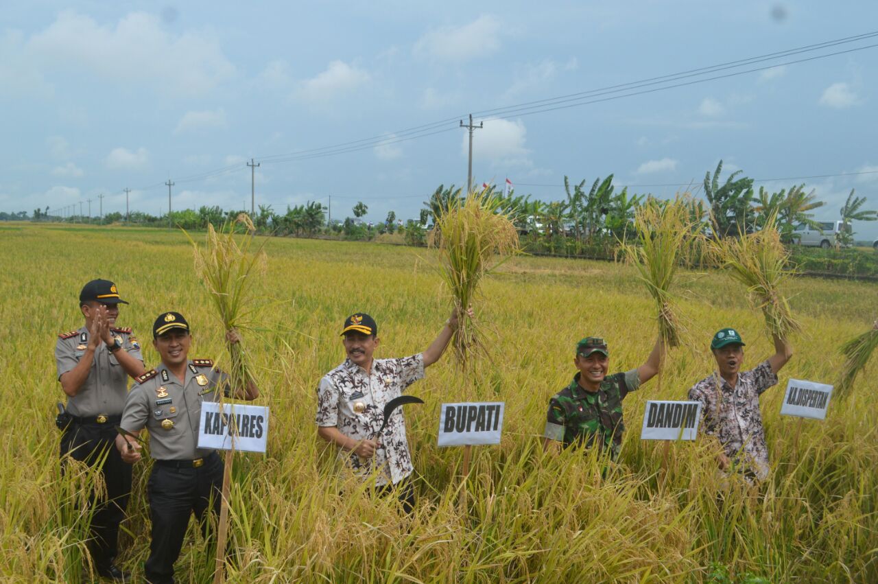 Bupati bersama Kapolres dan Dandim Pati Ikuti Panen Raya di Desa Prawoto Sukolilo