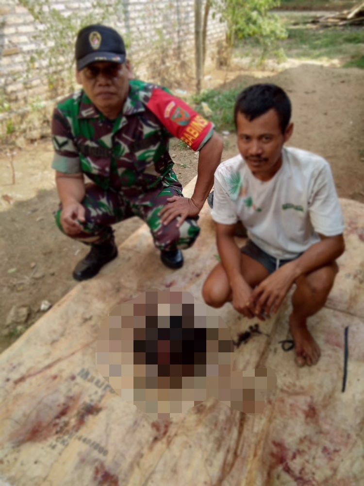Warga Kecamatan Sidomulyo Lampung Selatan  Tewas Di Seruduk Babi Hutan