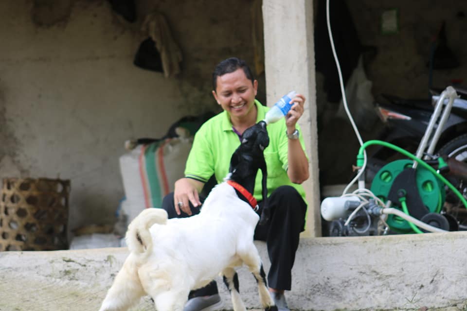 Festival Kambing Dermaji Digelar 12 Agustus