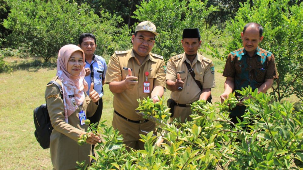 Potensi Perkebunan Buah di Kecamatan Sambong