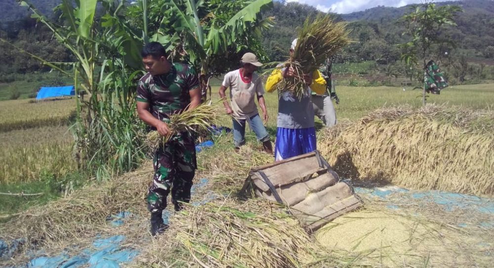 Desa Ngadirojo Berhasil Panen Padi Kualitas Unggul Berkat Pendampingan Babinsa Koramil Sooko