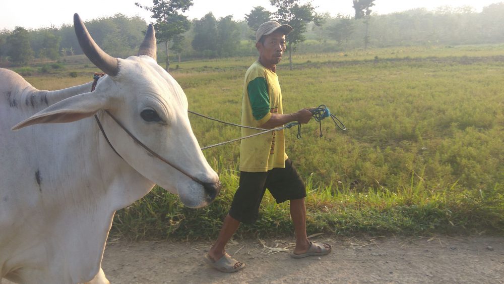 Warga Keluhkan Inseminasi Buatan (IB) Mendadak Susah Didapatkan