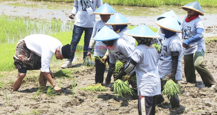 Ganjar Pranowo Larut dalam Festival Tanam Jajar Legowo