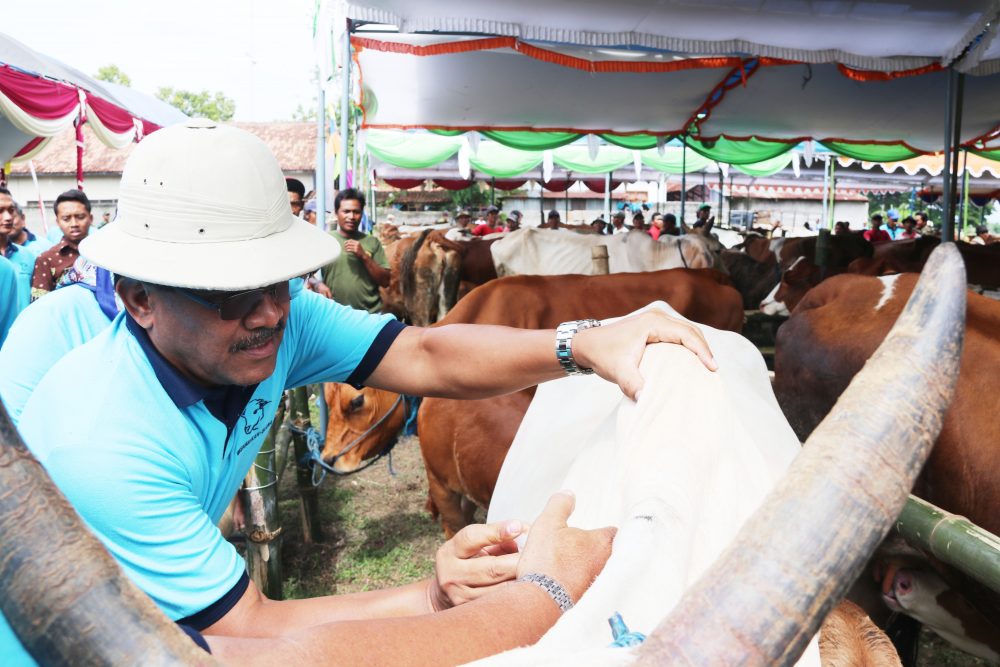 Blora Jadi Sentra Bakalan Sapi Potong Terbesar Di Jawa Tengah