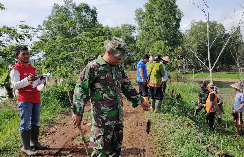 Babinsa Koramil 03/Kroya dan Warga Kompak Basmi Hama Tikus