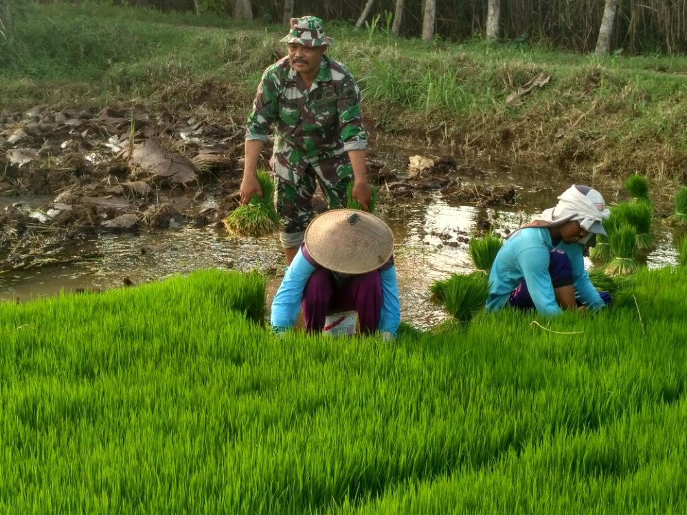 Serempak para Babinsa Koramil 04/Kayen Wujudkan Swasembada Pangan