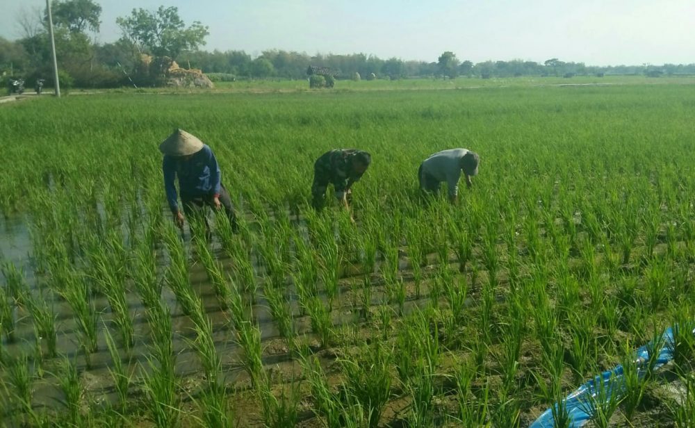 TINGKATKAN HASIL PANEN, ANGGOTA KORAMIL SUKOREJO BANTU PETANI RAWAT TANAMAN PADI