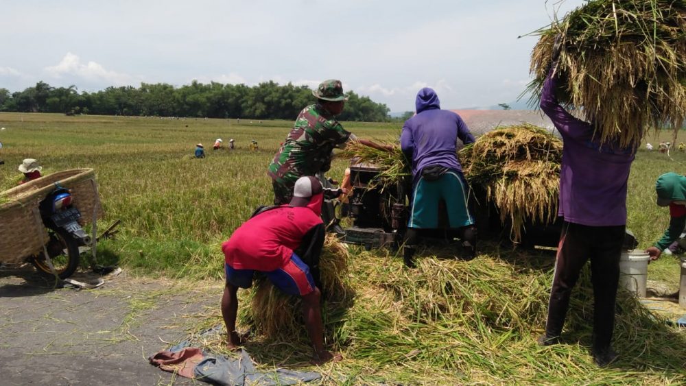 Anggota Koramil Kedunggalar Bantu Petani Panen Padi   