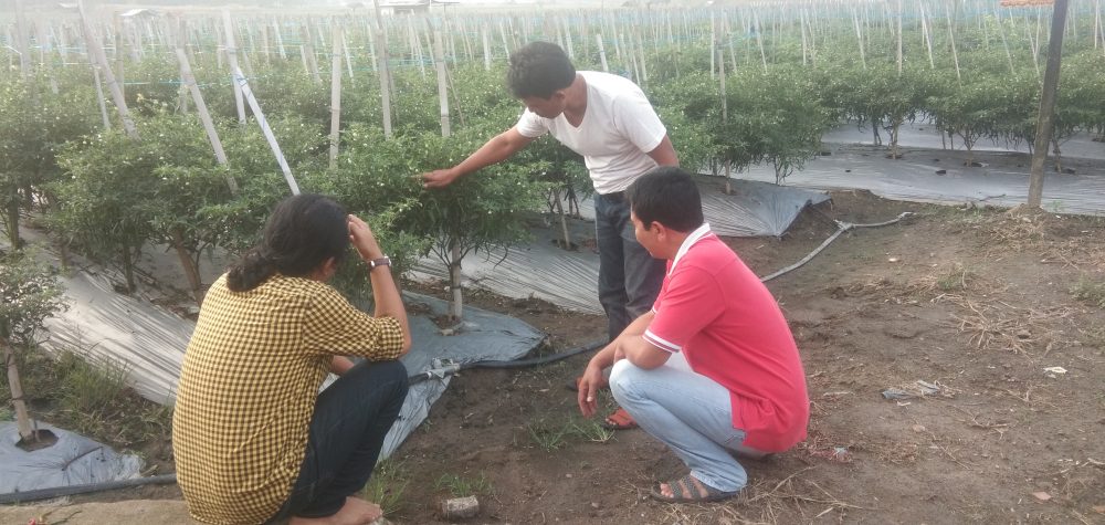 Petani Cabai Mulai Merasakan Harga