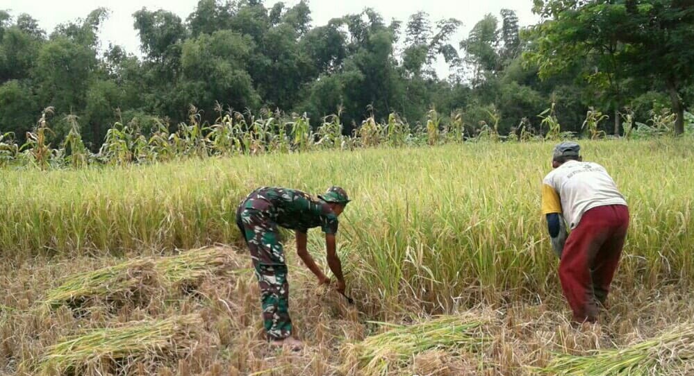 Koptu Supriyono Dampingi Poktan Panen Padi Wujudkan Swasembada Pangan