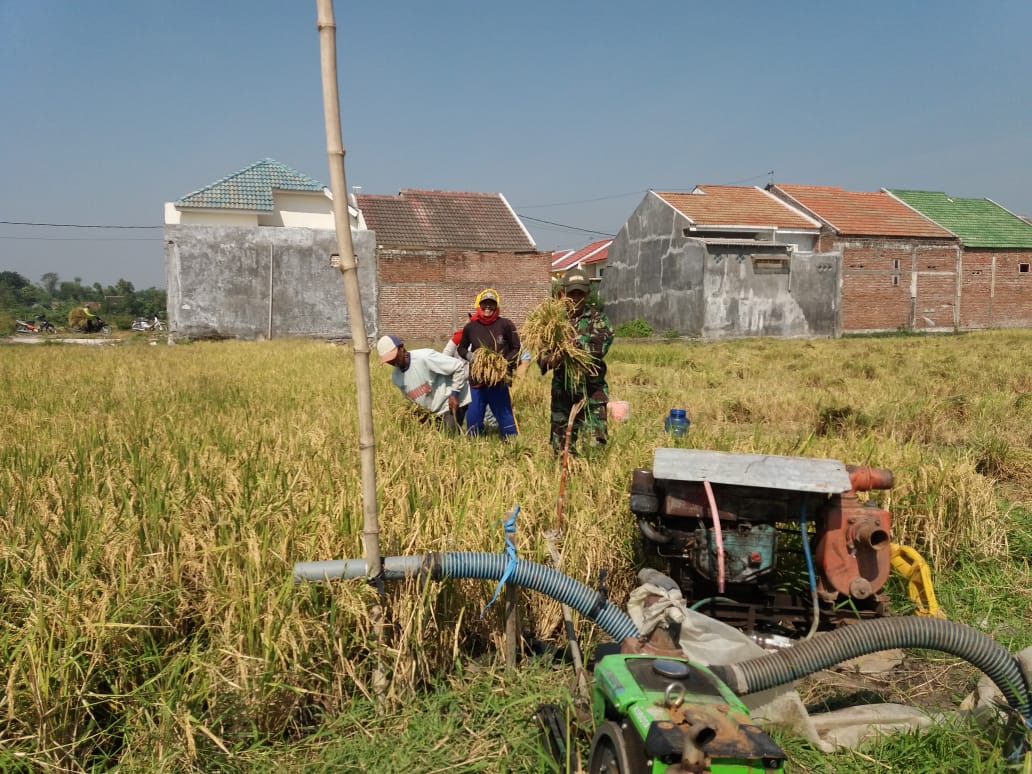 Peran Babinsa Kertosono sukseskan Swasembada Pangan