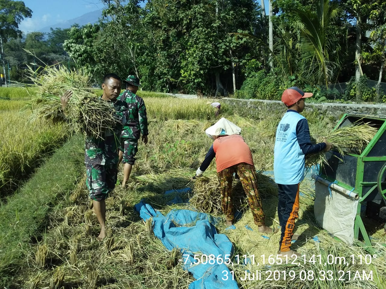 Babinsa Koramil 0805/10 Sine Membantu Petani Panen Padi