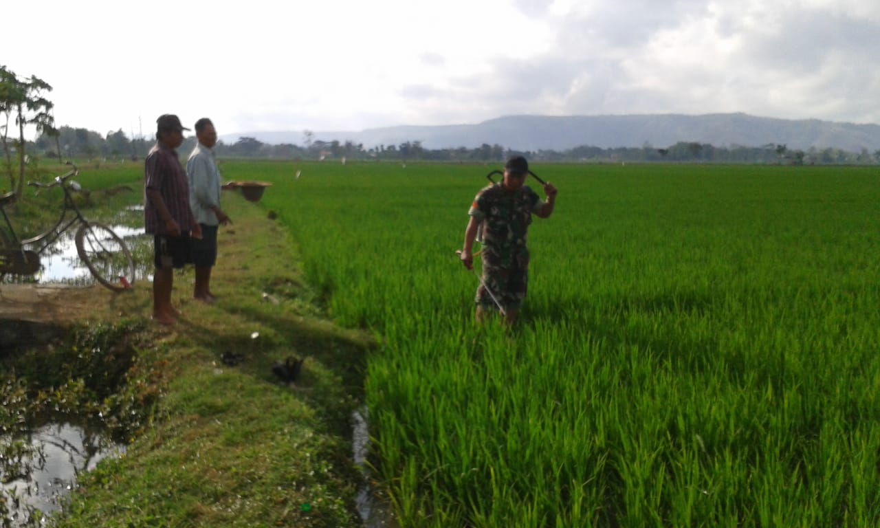 Menahan Perkembangan Hama, Babinsa Desa Jabon Bantu Petani Semprot Pestisida