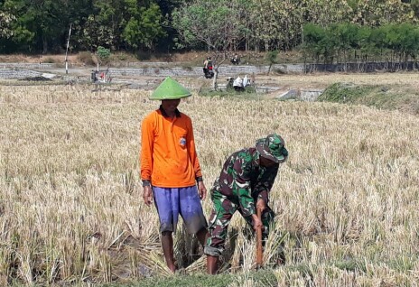 Babinsa Kodim Madiun Menggunakan Cangkul Untuk Berperang