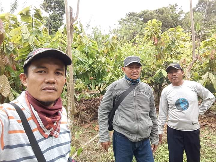 Dinas Pertanian Verifikasi Lahan Kakao di Luwu Timur