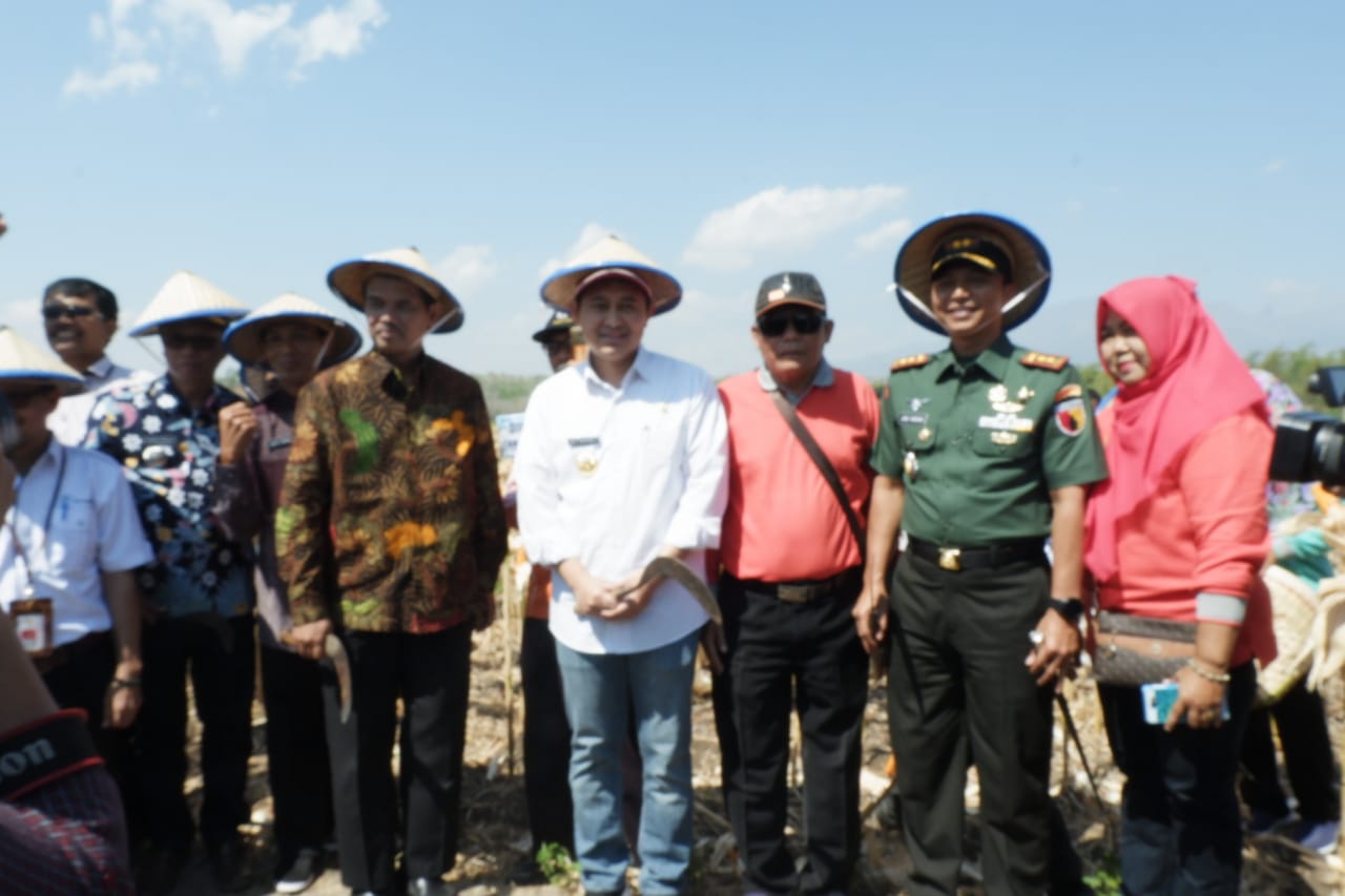 Dandim 0810 Nganjuk Ikut Panen Raya Jagung Si-kembar Tongkol Dua Nakula Sadewa.