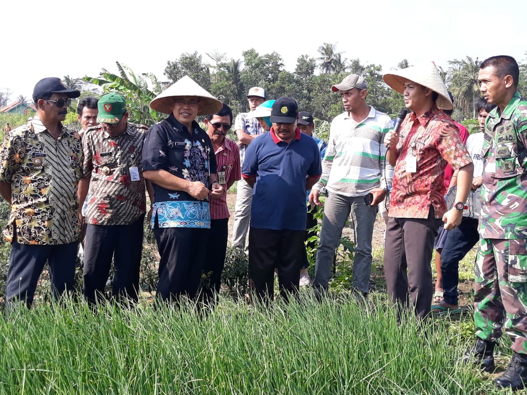Babinsa Slarang Bersama PPL Dampingi Wakil Bupati Cilacap Meninjau Tanaman Bawang Merah