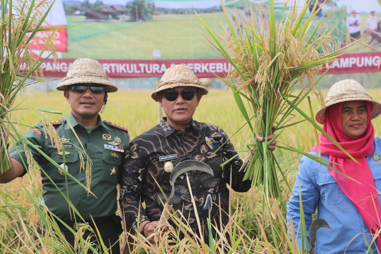 Plt Bupati Lamsel  Awali Panen Raya Di Musim Kemarau
