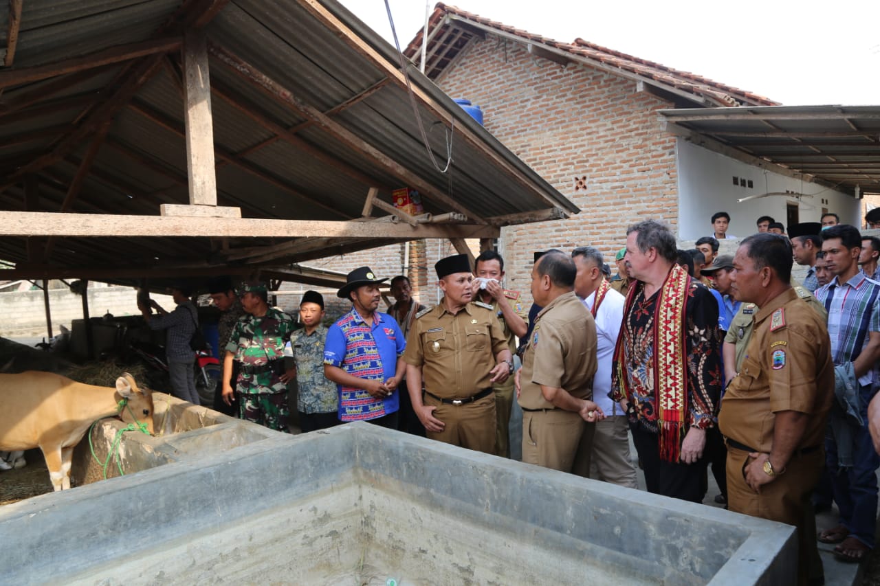 Plt Bupati Lamsel Hadiri Serah Terima 106 Ekor Sapi Untuk KPT Maju Jaya