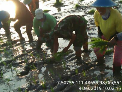 Percepat Masa Tanam, Babinsa Koramil  Kwadungan Bantu Petani Tanam Padi