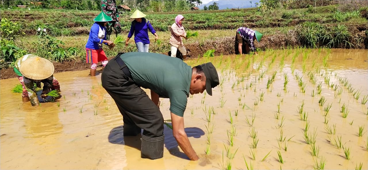 Sukseskan Swasembada Pangan Nasional, Ini Yang Dilakukan TNI Bersama Petani