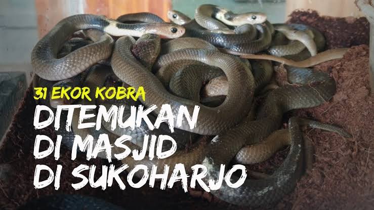 Teror Ular Kobra Sampai di Sukoharjo, Ditemukan Puluhan Ekor di Palur Mojolaban