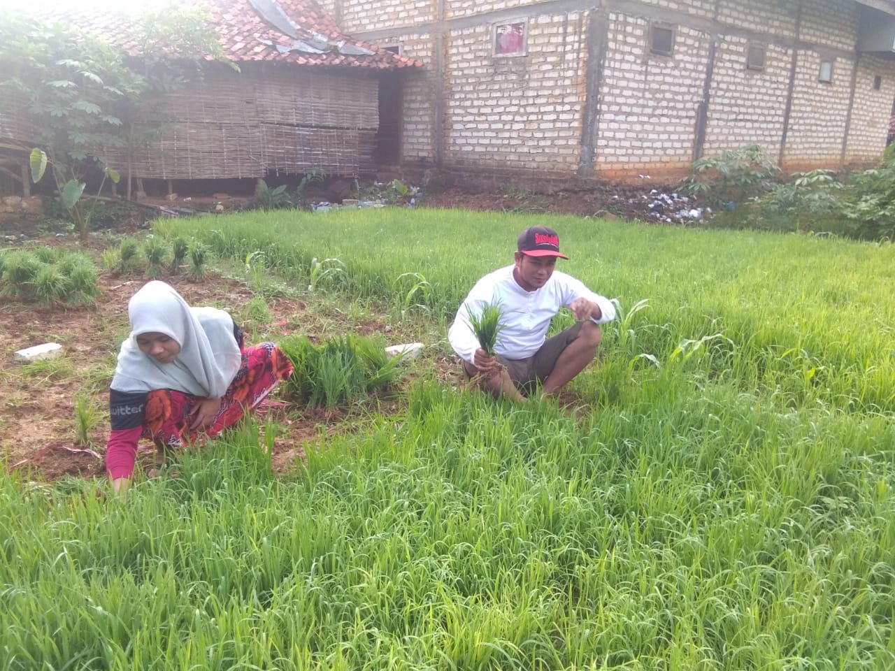 Musim Hujan Tiba, Petani Probolinggo Antusias Tanam Padi