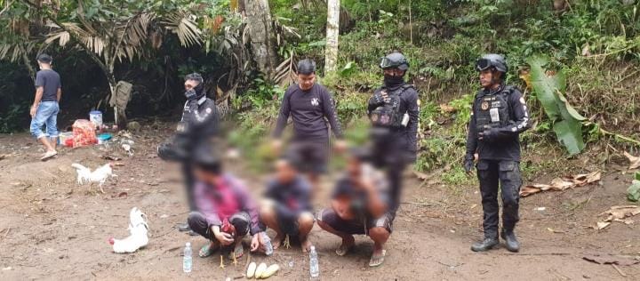 Polisi Ringkus Tiga Pelaku Judi Sabung Ayam di Toraja, Kapolres AKBP Juara Silalahi Bilang Ini