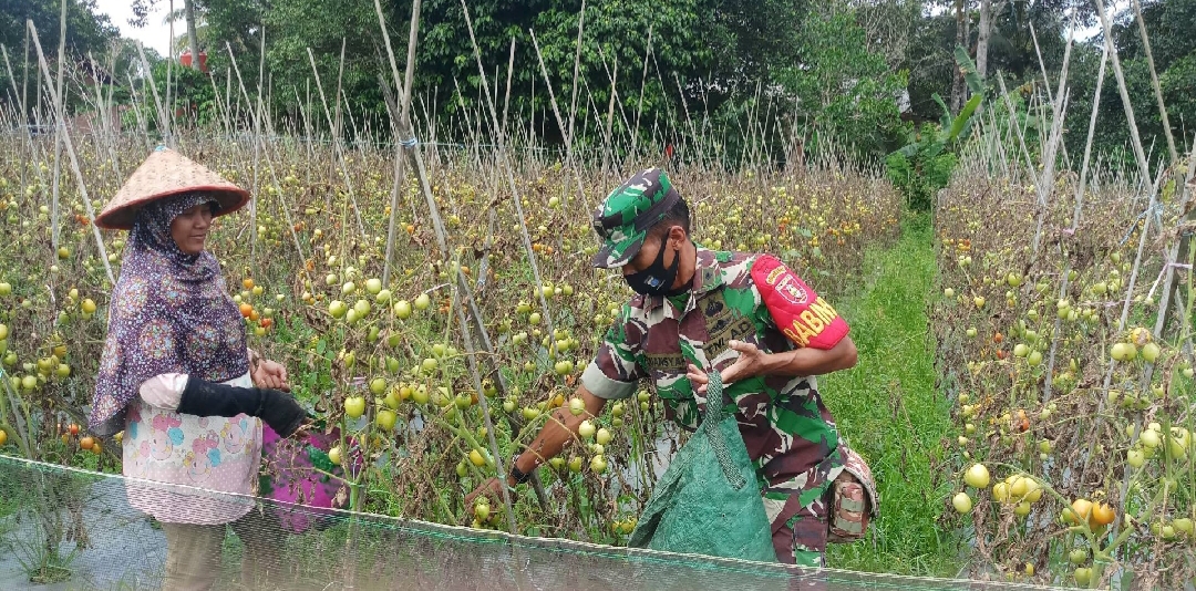 Dongkrak Semangat Petani, Babinsa Dan Bhabinkamtibmas Kelurahan Tanah Merah Bantu Warga Panen Tomat
