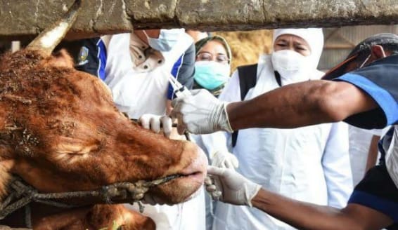 Ratusan Ekor Sapi dan Domba Terjangkit, Wabah PMK Landa Wilayah Garut