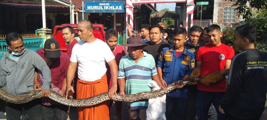 Warga Digegerkan Temuan Seekor Ular