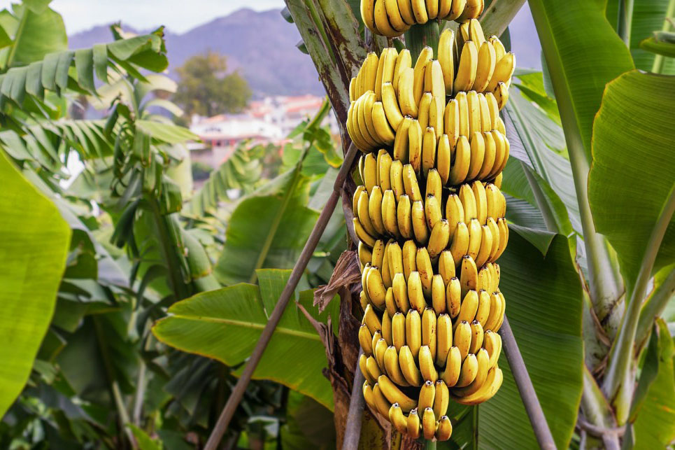 Yuk Simak Kandungan Kalori Pada Buah Pisang