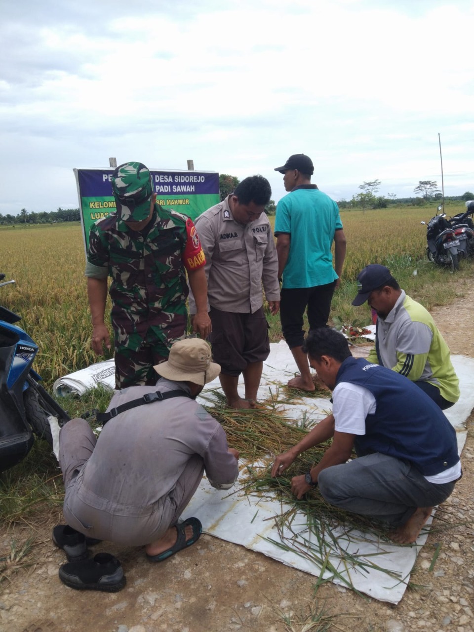Babinsa Desa Sidorejo Bersama Bhabinkamtibmas serta Kades Laksanakan Pengubinan Demlot Padi Sawah