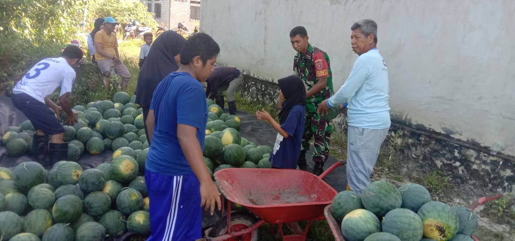 Swasembada Pangan, Babinsa Bukit Subur Komsos Dengan Petani Semangka