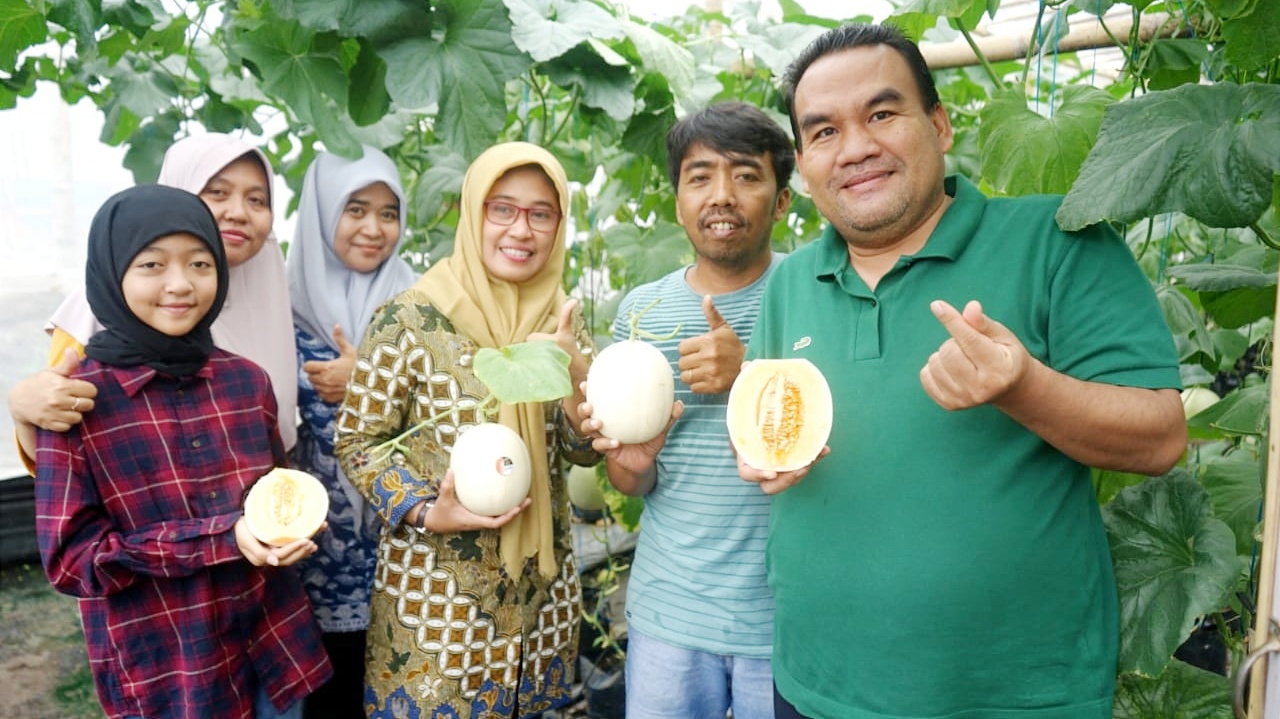 Asiknya Wisata Petik Buah Melon Kualitas Premium di Desa Sambongrejo