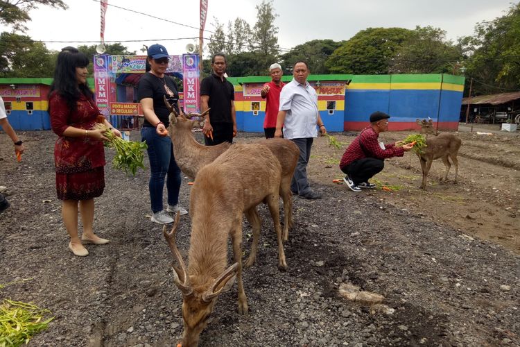 Komisi IV DPRD Solo Nilai Rusa di Sriwedari Masih Sehat Tapi Perlu Pengawasan Ketat