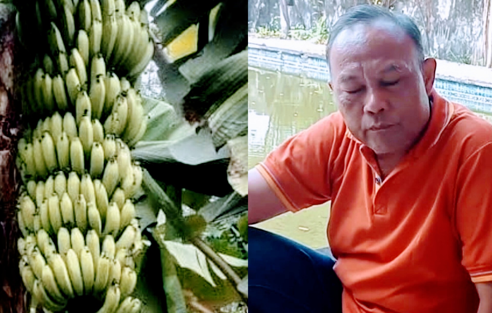 Berkah Getah Pisang Raja, Diabetes Menahun Bisa Disembuhkan Dalam Waktu 3,5 Bulan
