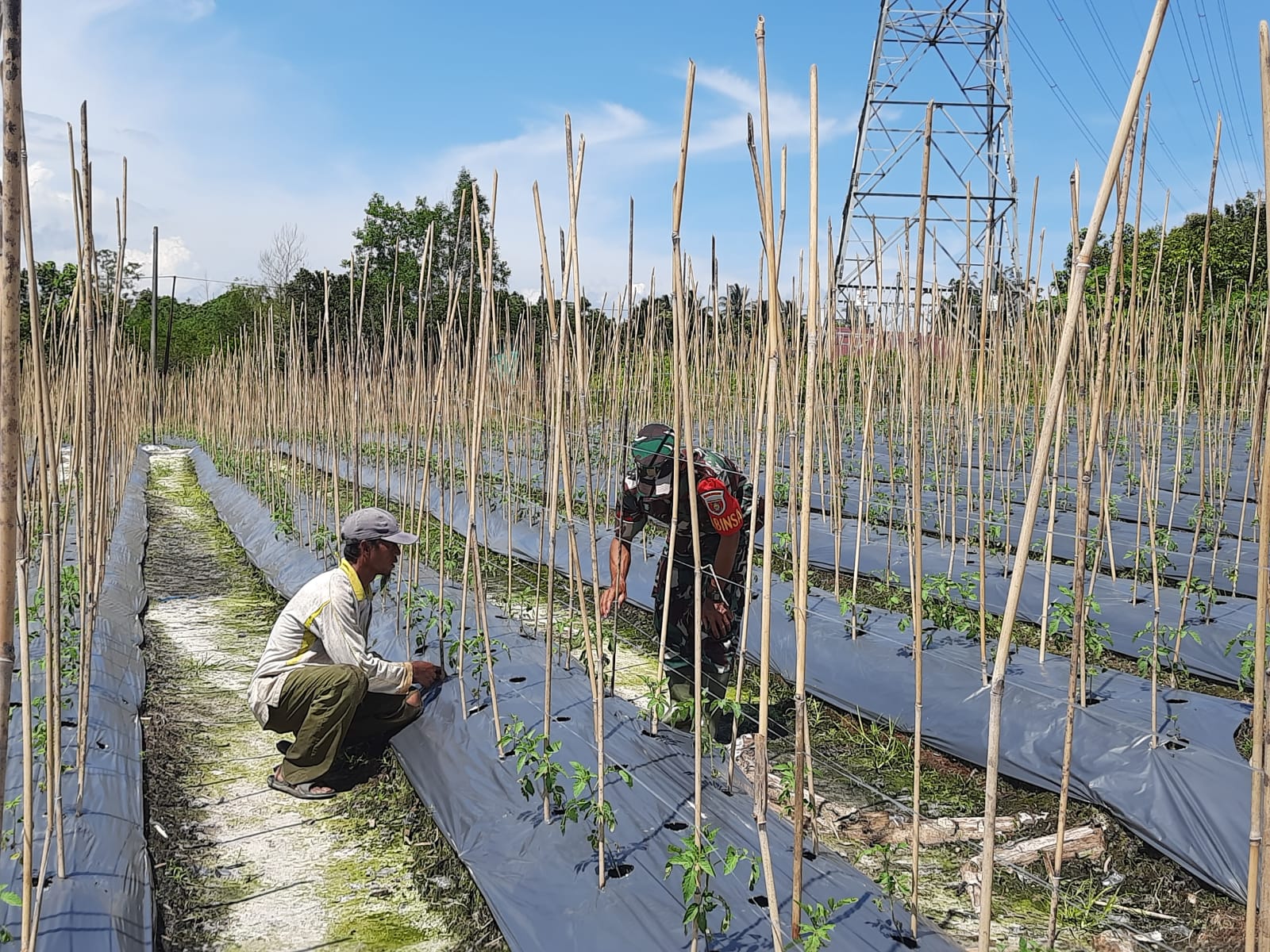 Tingkatkan Produksi Pertanian, Babinsa  Penajam Pendampingan Petani Tomat