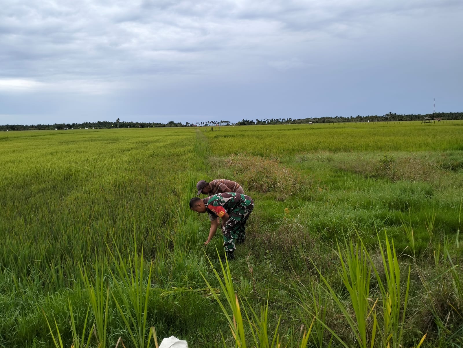 Di Wilayah Binaannya, Babinsa Kelurahan Saloloang Serda Arbain Laksanakan Pendampingan Petani Padi