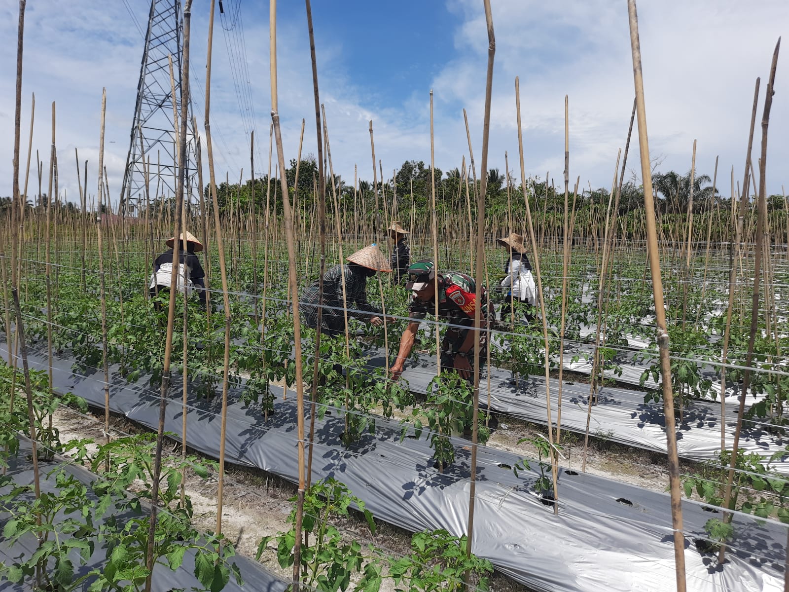 Selalu Hadir, Babinsa Kopka Gampang Dampingi Warga Tingkatkan Produksi Tanaman Tomat