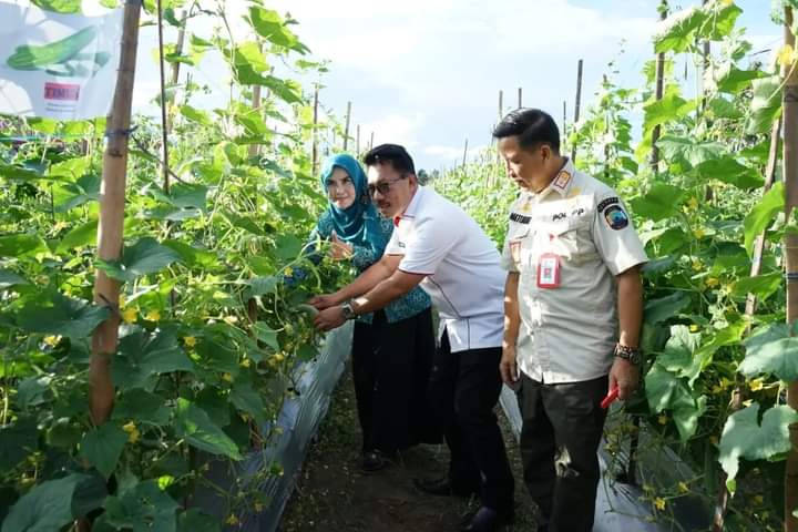 Ketua TP-PKK Lamsel Bersama Sekdakab Thamrin Panen Timun Perdana di Kebun Edukasi