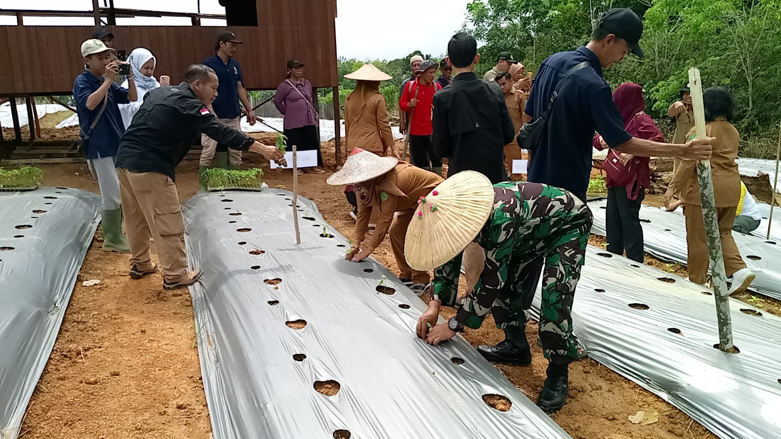 Melalui program ketahanan pangan, Koramil 08 Muara Kaman gandeng poktan tanam cabai