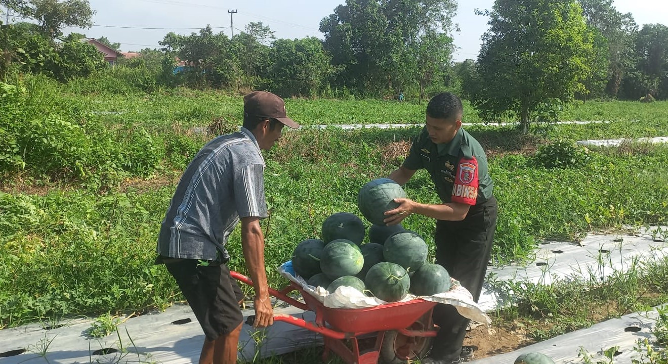 Babinsa Sertu Kaharudin Turut Upayakan Peningkatan Hasil Budidaya Semangka Bersama Petani Binaan