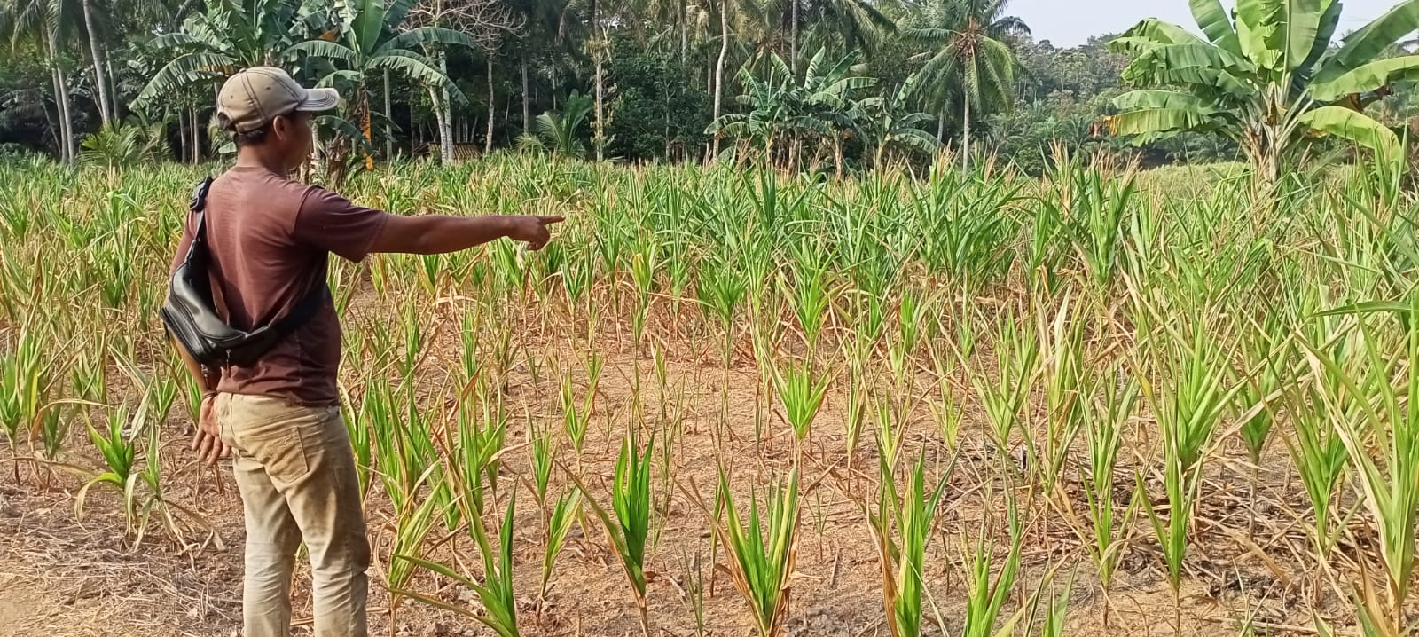 Dampak Musim Kemarau Ratusan Hektar Tanaman Jagung di Sejumlah Wilayah Lamsel Gagal Panen