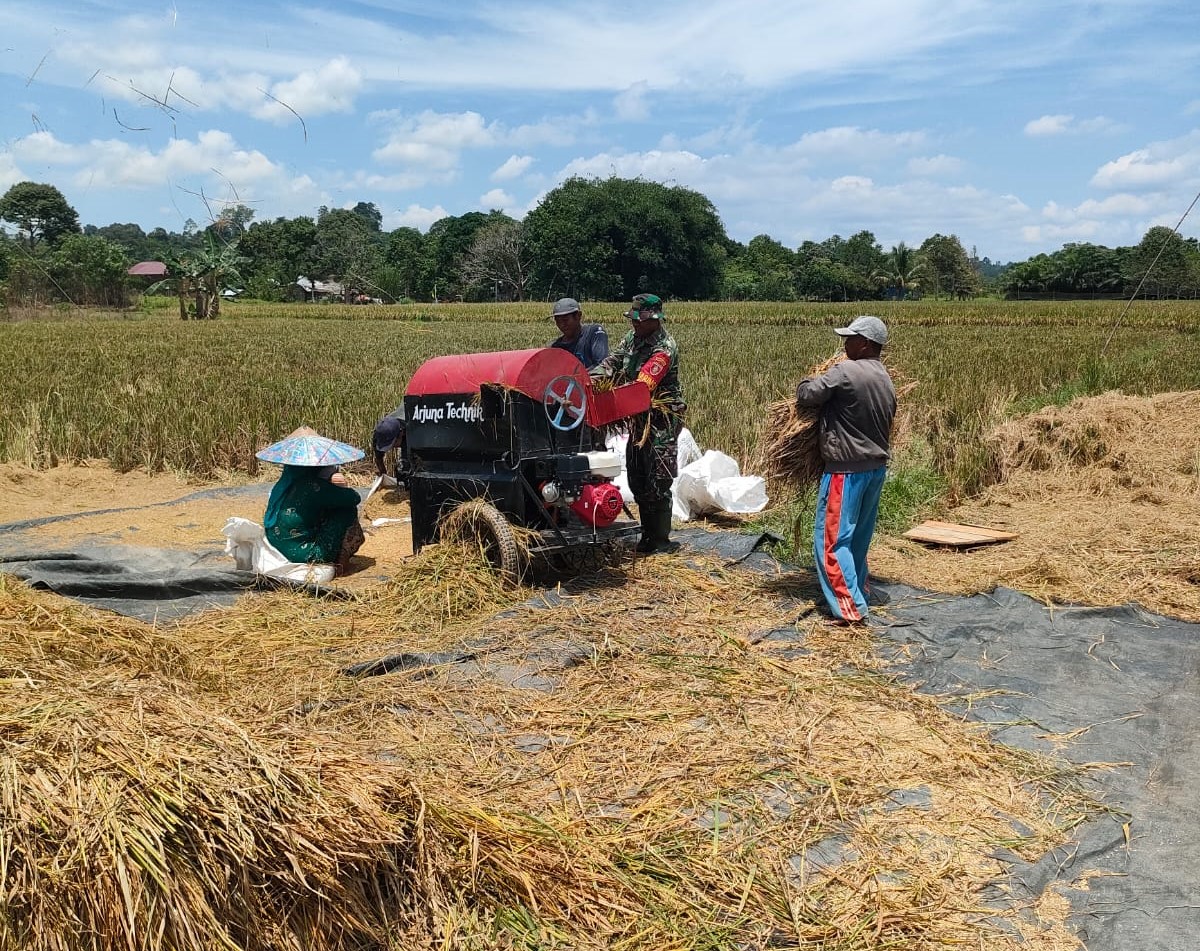 Tidak Kenal Lelah,  Babinsa Gurimbang Tetap Semangat Dampingi Petani Sukseskan Swasembada