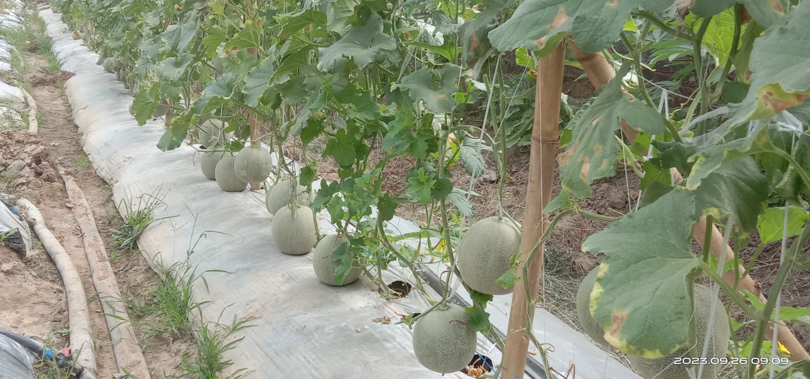 Tambah Penghasilan Seorang Guru Honorer Sambi Kebun Melon